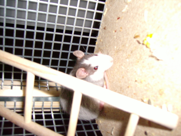 Meine Ratten - 