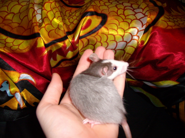 Meine Ratten - 