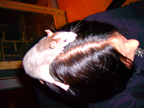 Meine Ratten - 