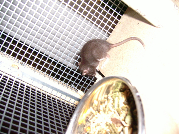 Meine Ratten - 