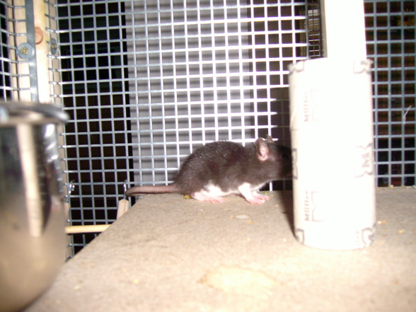 Meine Ratten - 