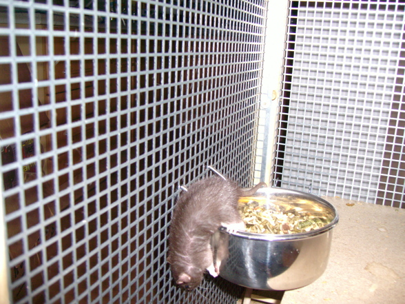 Meine Ratten - 