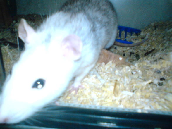 Meine Ratten - 