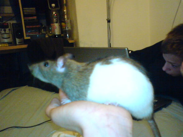 Meine Ratten - 