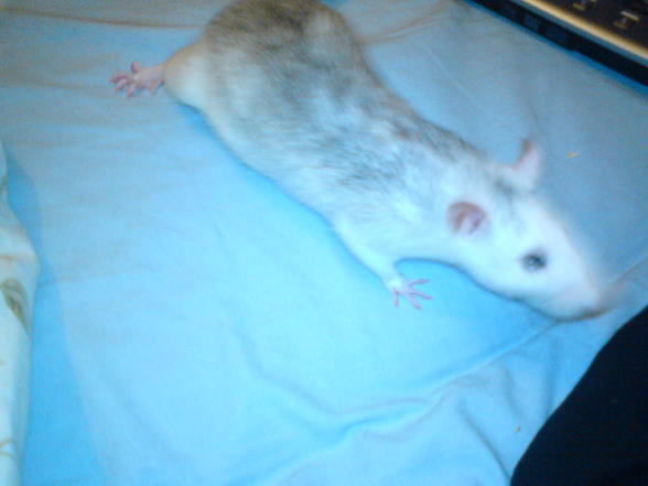 Meine Ratten - 