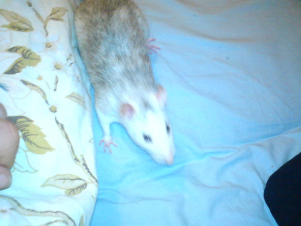 Meine Ratten - 