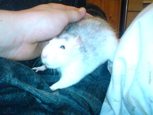 Meine Ratten - 