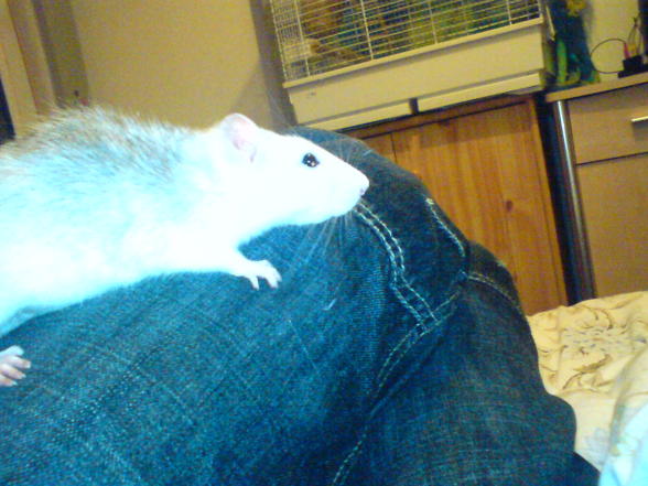 Meine Ratten - 