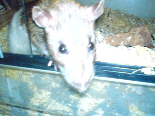 Meine Ratten - 