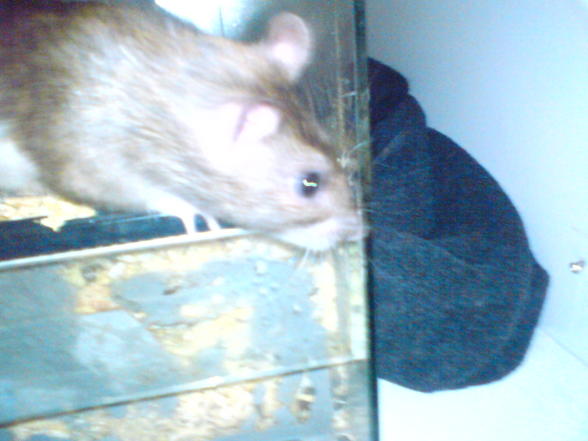 Meine Ratten - 