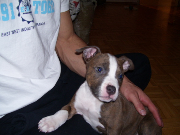 pit bull - 