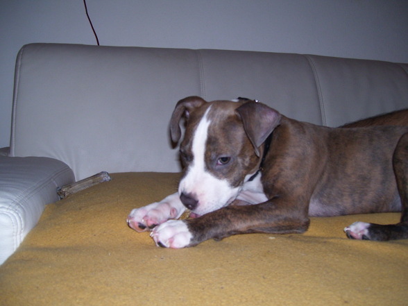 pit bull - 