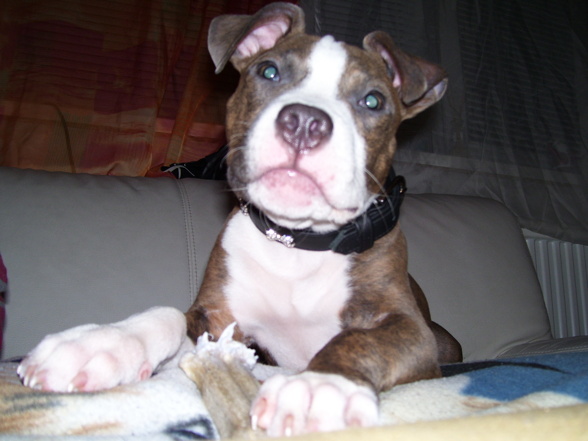 pit bull - 