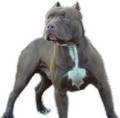 pit bull - 