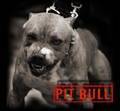 pit bull - 