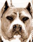 pit bull - 