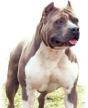 pit bull - 