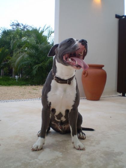 pit bull - 