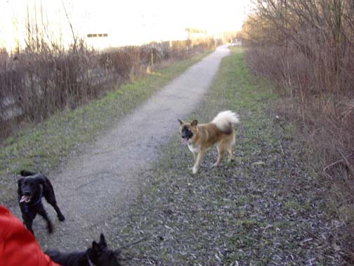 Spaziergang in der Trauner Au - 