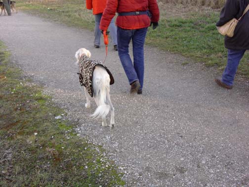 Spaziergang in der Trauner Au - 