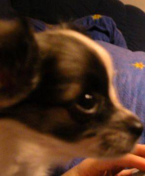 jessy - mein kampfhund(i) - 