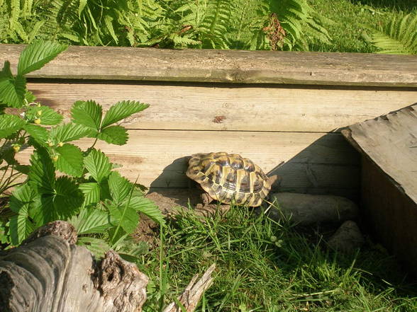 Meine Schildkröte - 