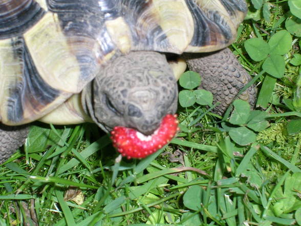 Meine Schildkröte - 