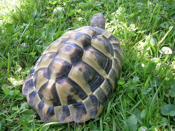 Meine Schildkröte - 