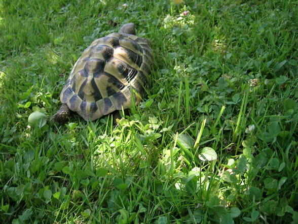 Meine Schildkröte - 