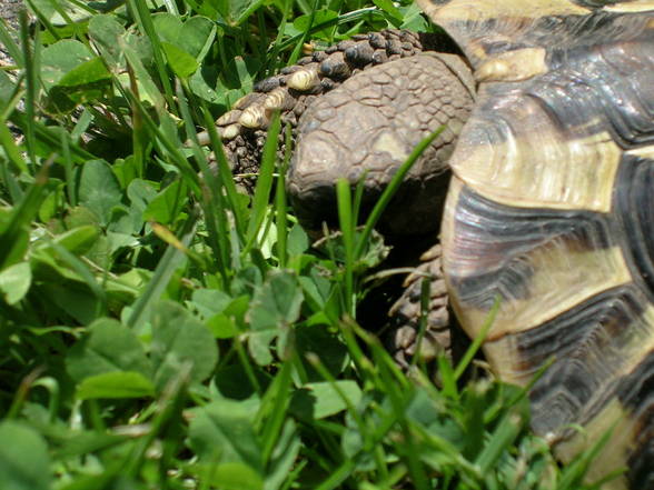 Meine Schildkröte - 