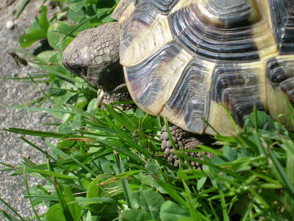 Meine Schildkröte - 