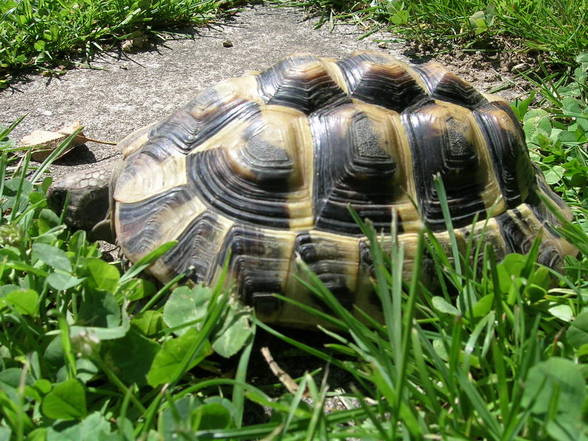 Meine Schildkröte - 