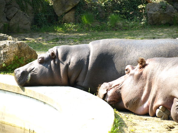 25.04.2010 Schönbrunn - 