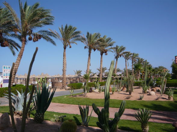 Sharm el sheik - 