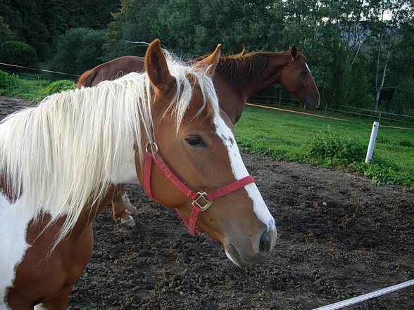 Witzelsberg 2007 - 