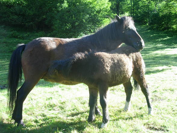 Reiten und Pferde - 