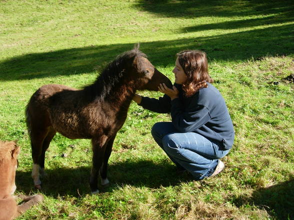 Reiten und Pferde - 