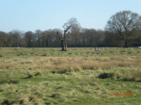 London 2009 - Bushy Park - 