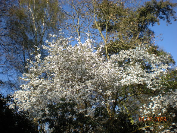 London 2009 - Bushy Park - 