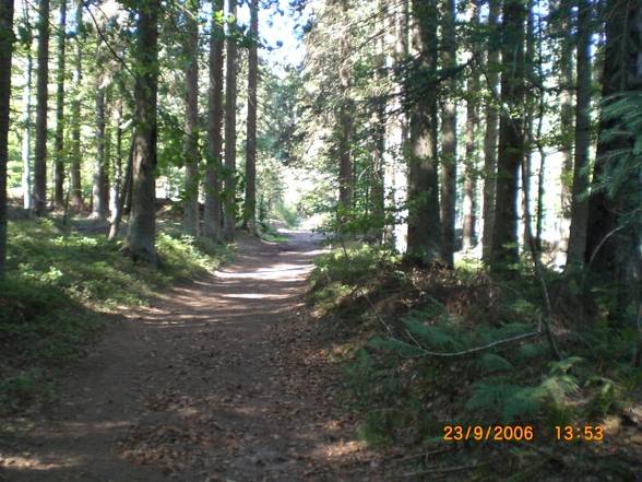 Bayrischer Wald - 