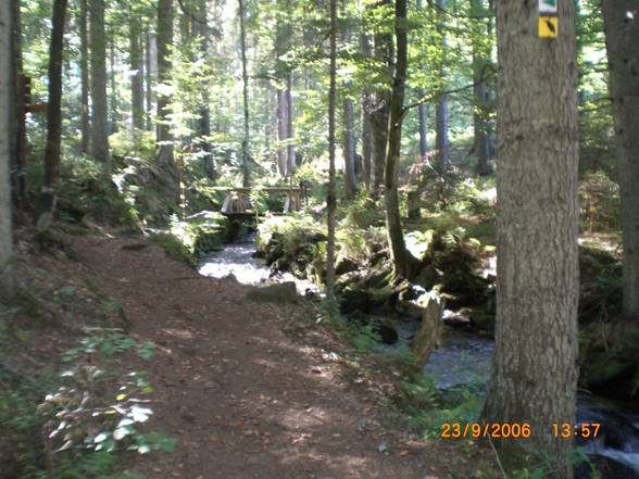 Bayrischer Wald - 