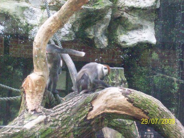 Tierpark Schmiding - 