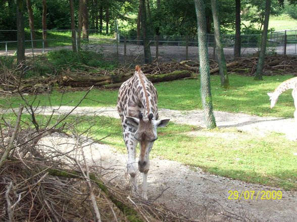 Tierpark Schmiding - 