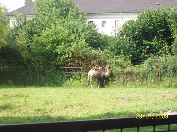 Tierpark Schmiding - 