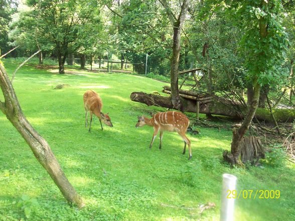 Tierpark Schmiding - 