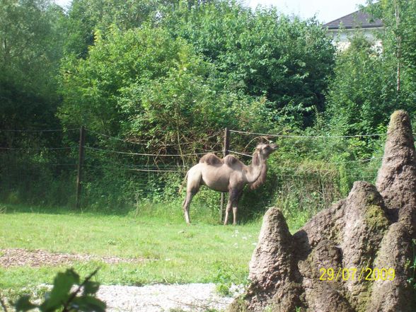 Tierpark Schmiding - 