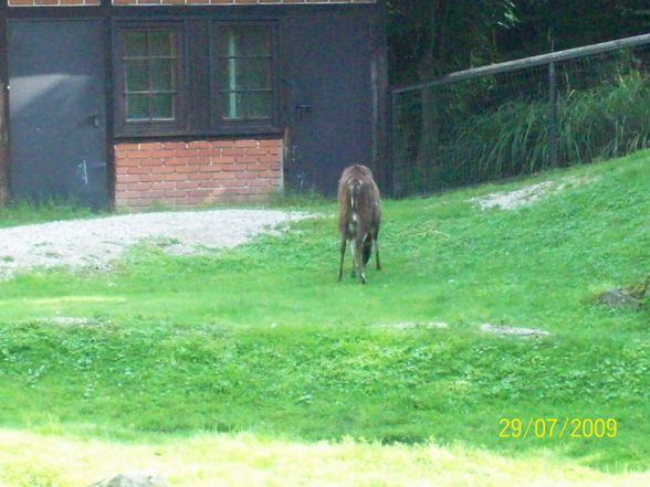 Tierpark Schmiding - 