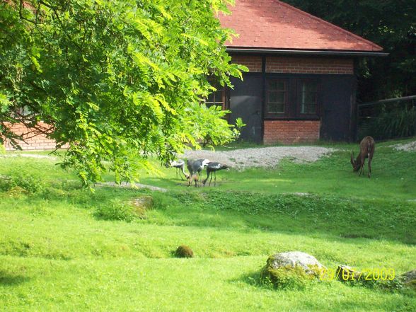 Tierpark Schmiding - 