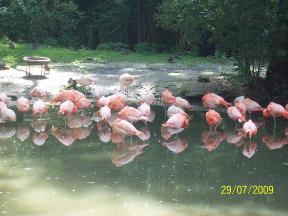 Tierpark Schmiding - 