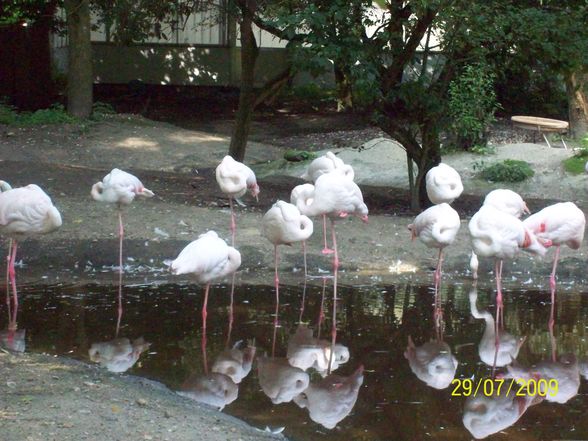 Tierpark Schmiding - 